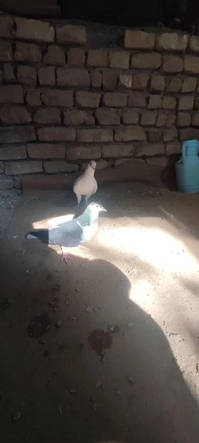 کفتر|پرنده|نیشابور, شهرک اندیشه|دیوار