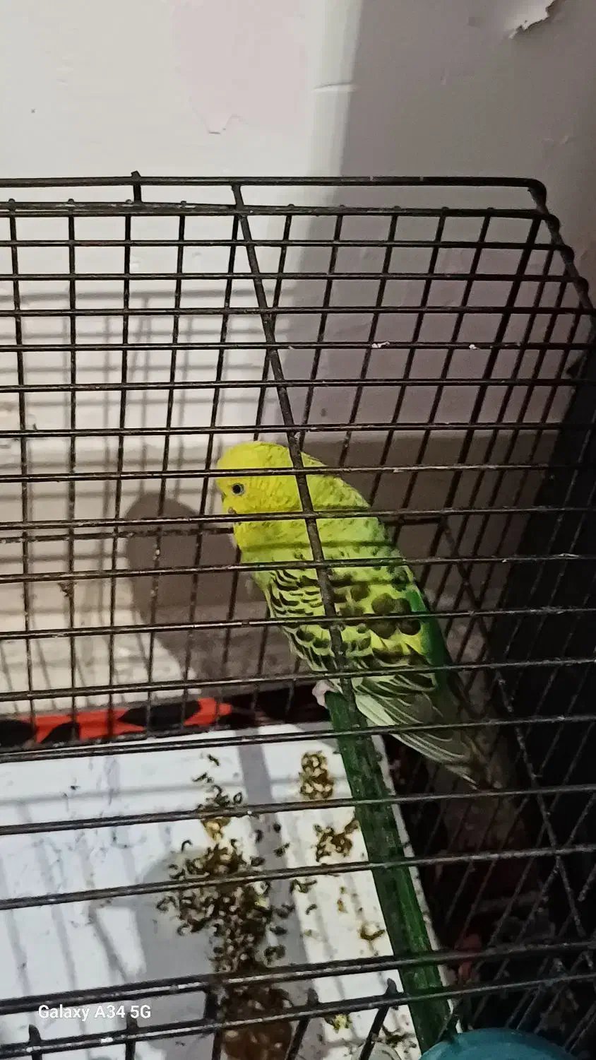 سه تا مرغ عشق|پرنده|گرگان, |دیوار