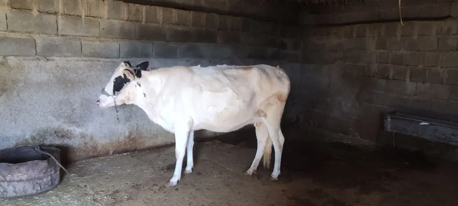 گاو|حیوانات مزرعه|لالی, |دیوار