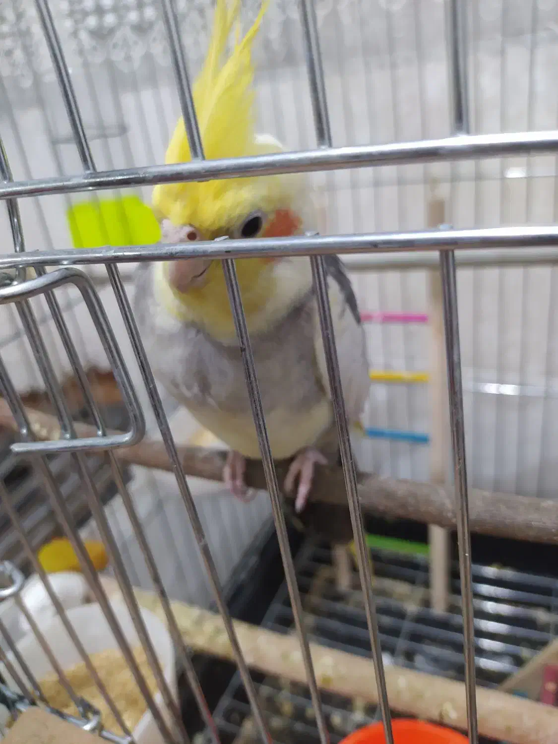 جفت عروس هلندی|پرنده|تربت جام, علوی|دیوار