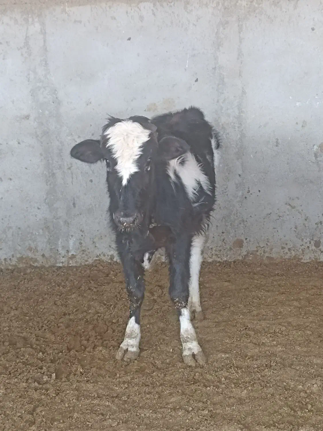 گوساله|حیوانات مزرعه|رباطکریم, رباطکریم|دیوار
