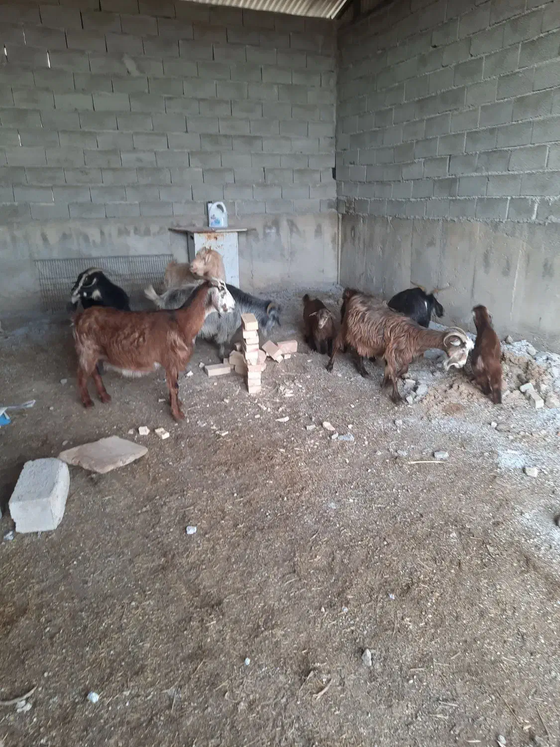 ۶راس بز بابزغاله ویک راس گوسفندبره دار|حیوانات مزرعه|اردبیل, |دیوار