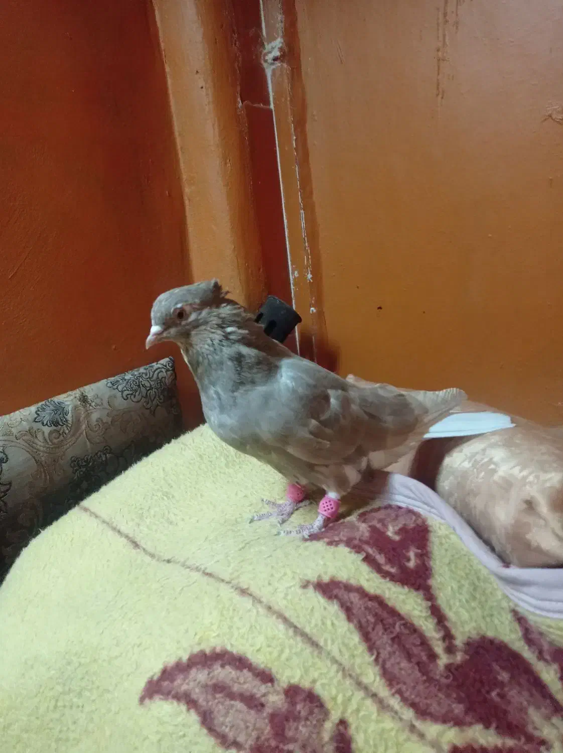 قهوه ای|پرنده|کارون, |دیوار