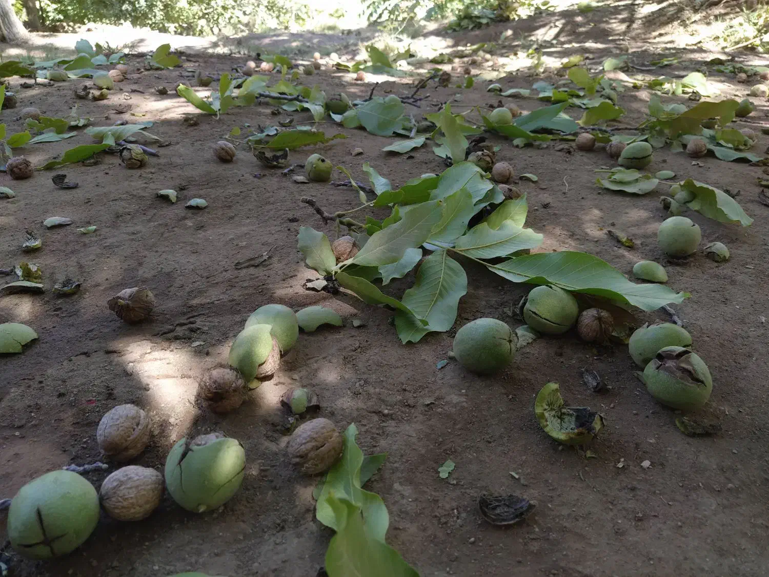 گردو دالاهو|خوردنی و آشامیدنی|دشت ذهاب, |دیوار