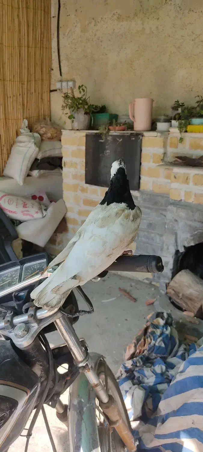 کبوتر|پرنده|دوگنبدان, |دیوار