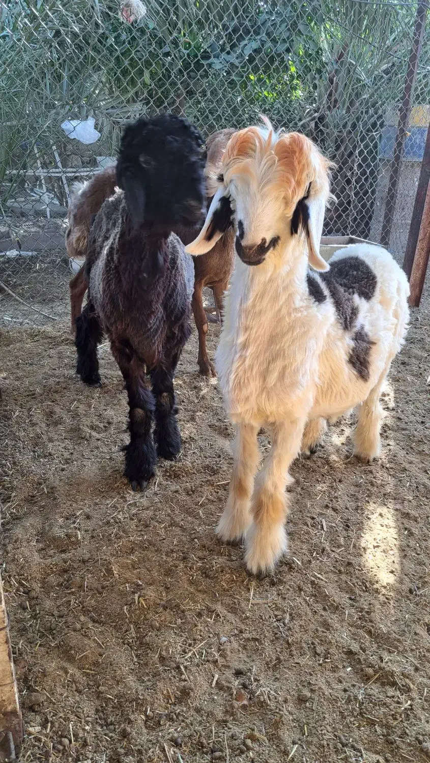 میش و بره نر|حیوانات مزرعه|بهبهان, |دیوار