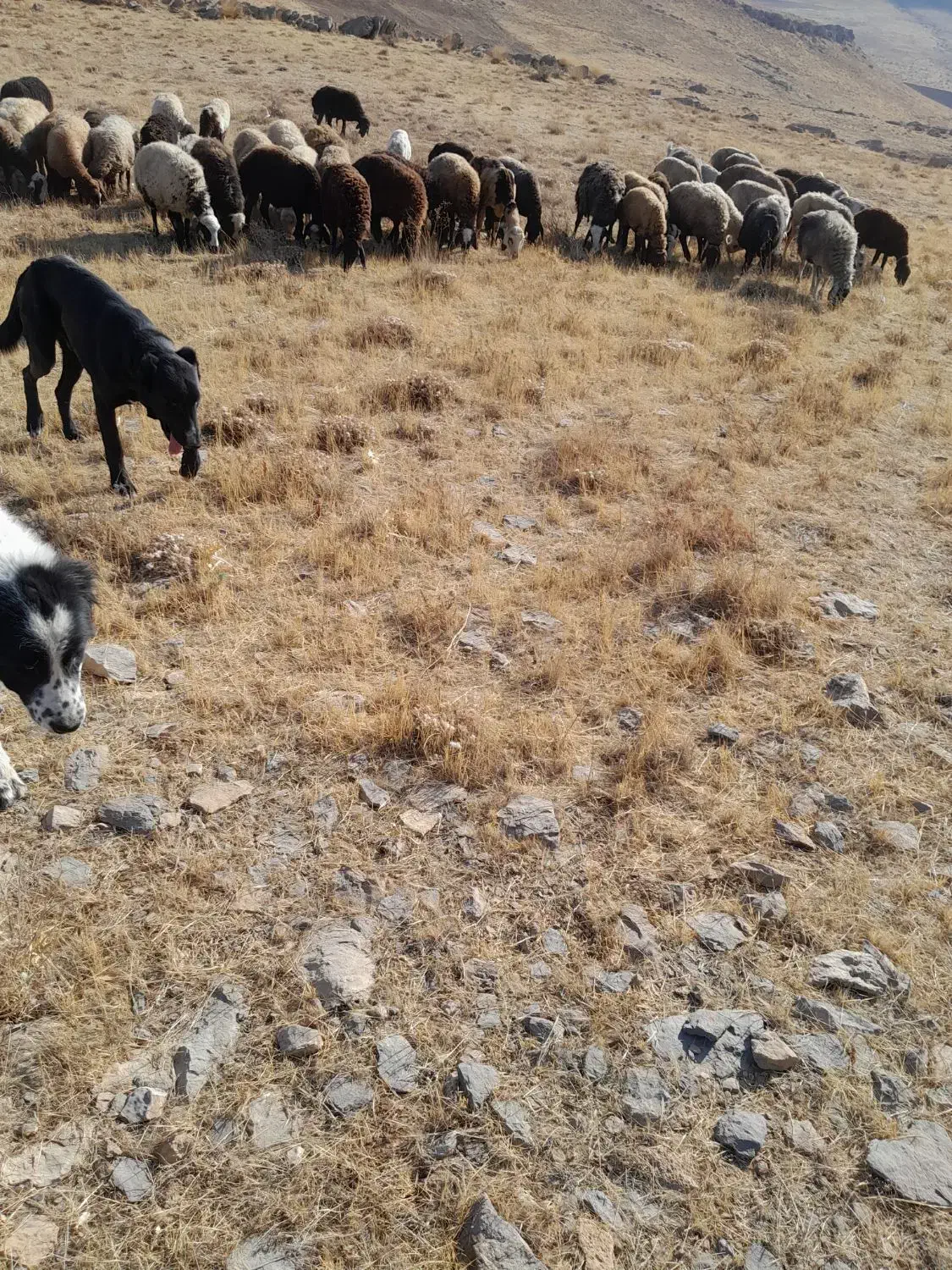 واگذاری سگ قدریجون گله دهن پاک|سگ|زالیان, |دیوار