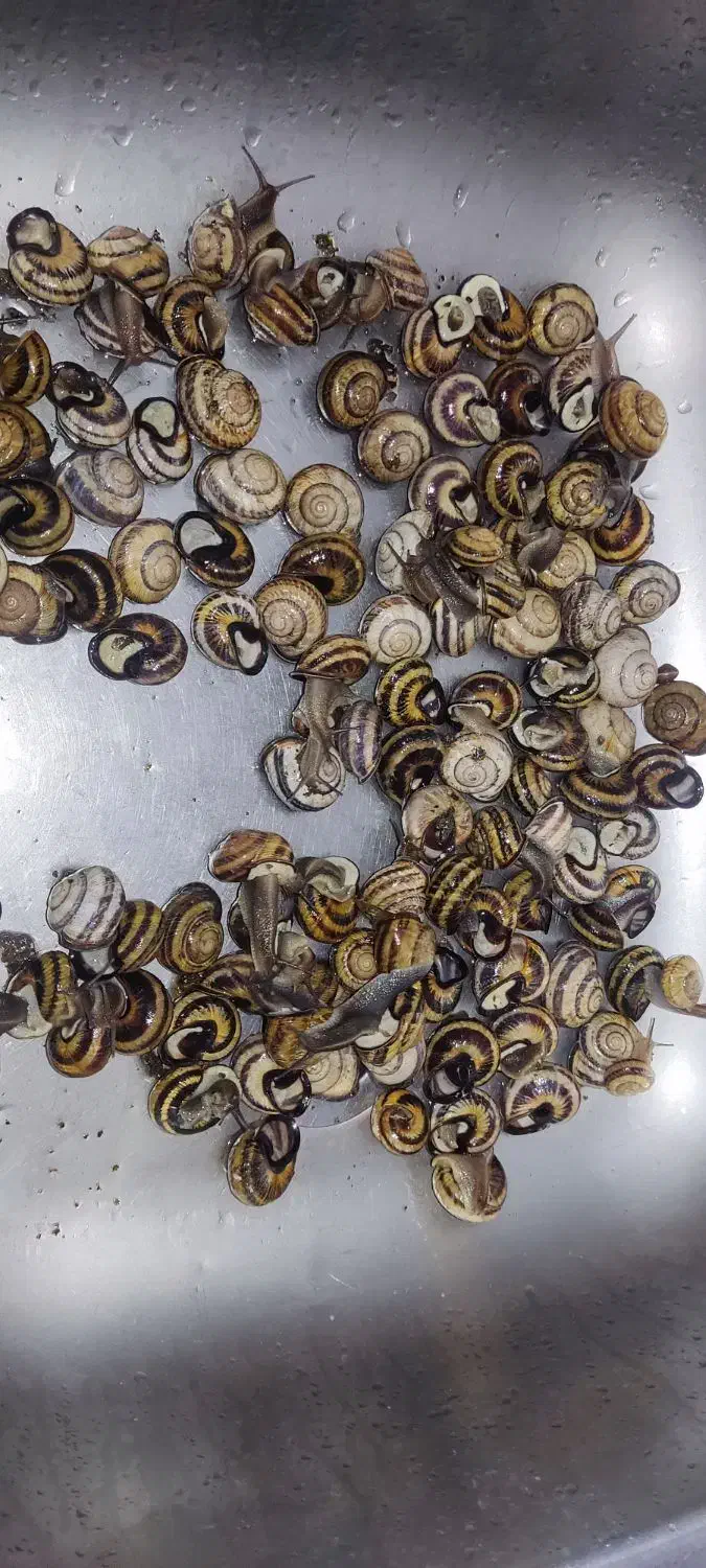 حلزون|خزنده|کرج, گلشهر|دیوار