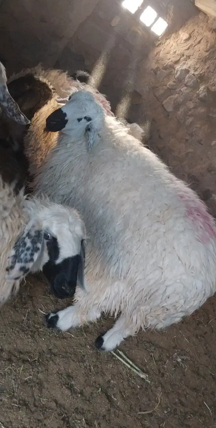 بره قوچ|حیوانات مزرعه|جلگه ماژان, |دیوار