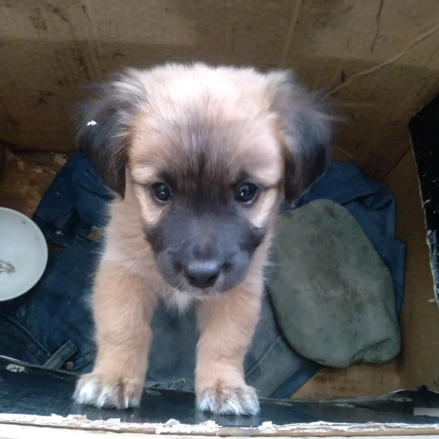 سگ خول|سگ|فردیس, شهرک وحدت|دیوار