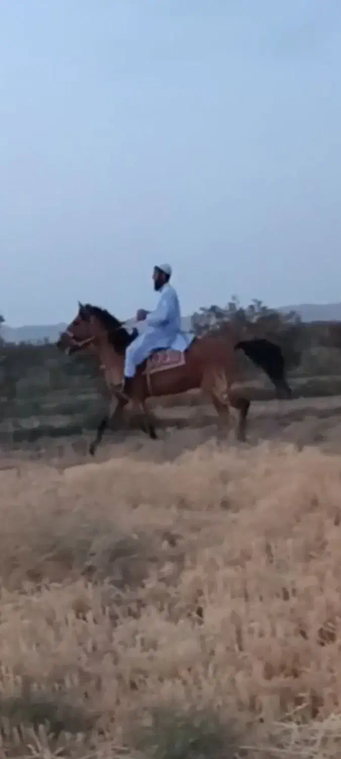 اسب یرقه|اسب و تجهیزات اسبسواری|تایباد, |دیوار