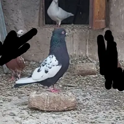 سینه ای|پرنده|بم, |دیوار