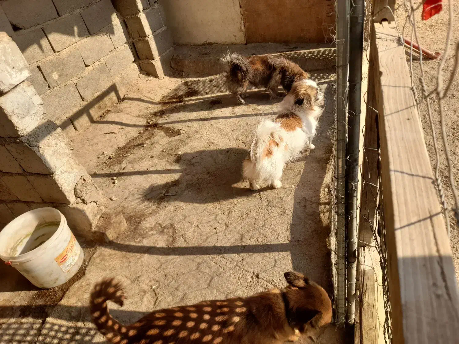 سگ پاکوتاه|سگ|سمنان, |دیوار