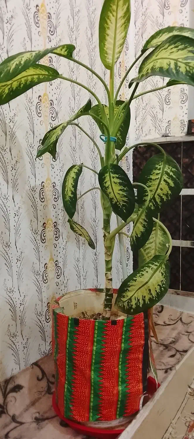 گل دیفن باخیا فروشی|گل و گیاه طبیعی|باوله, |دیوار