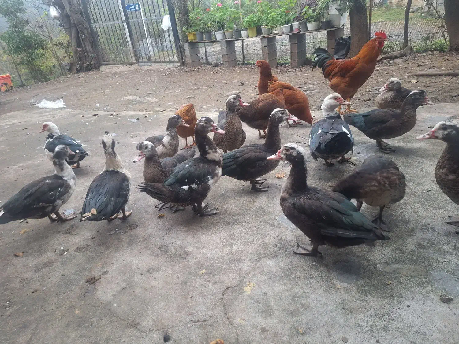 فروش اردک اسرائیلی|حیوانات مزرعه|اطاقور, |دیوار