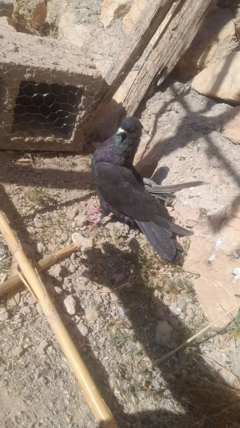 کبوتر نر|پرنده|کوهدشت, |دیوار