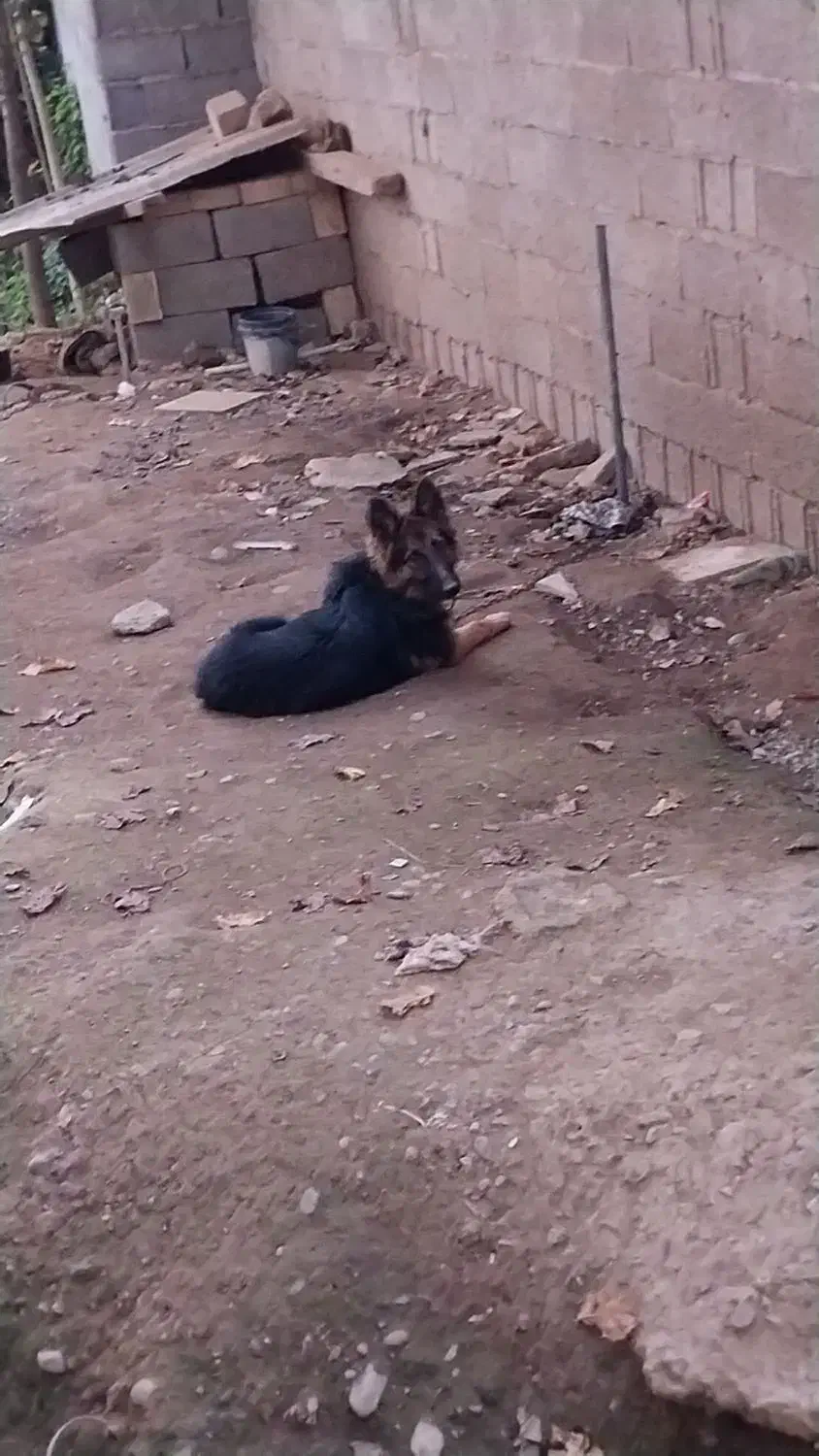 حیوانات|سگ|تولم شهر, |دیوار