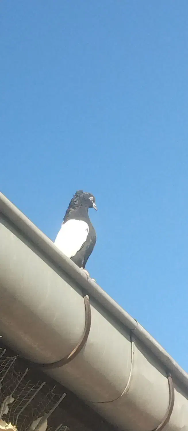 کبوتر|پرنده|عجب شیر, |دیوار