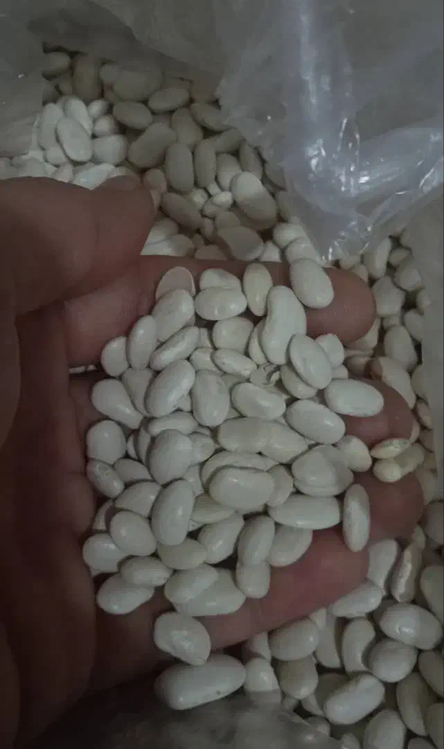 لوبیا سفید|خوردنی و آشامیدنی|مشهد, عامل|دیوار