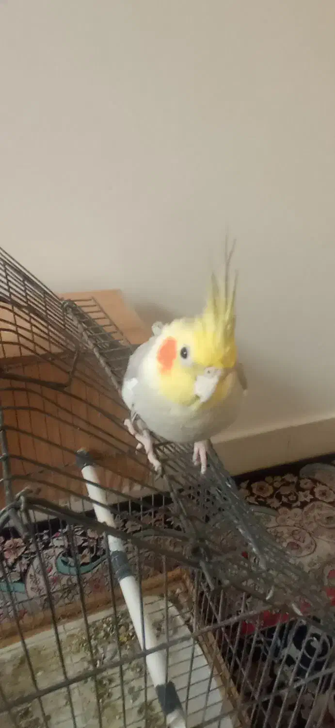 یک جفت عروس هلندی|پرنده|تهران, سبلان (لشگر)|دیوار