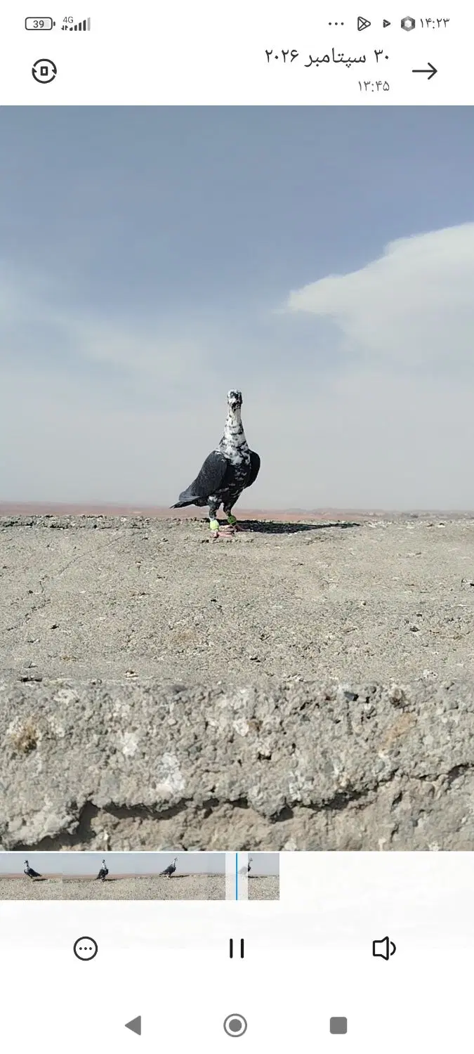 بزک|پرنده|مشهد, کوی پلیس|دیوار