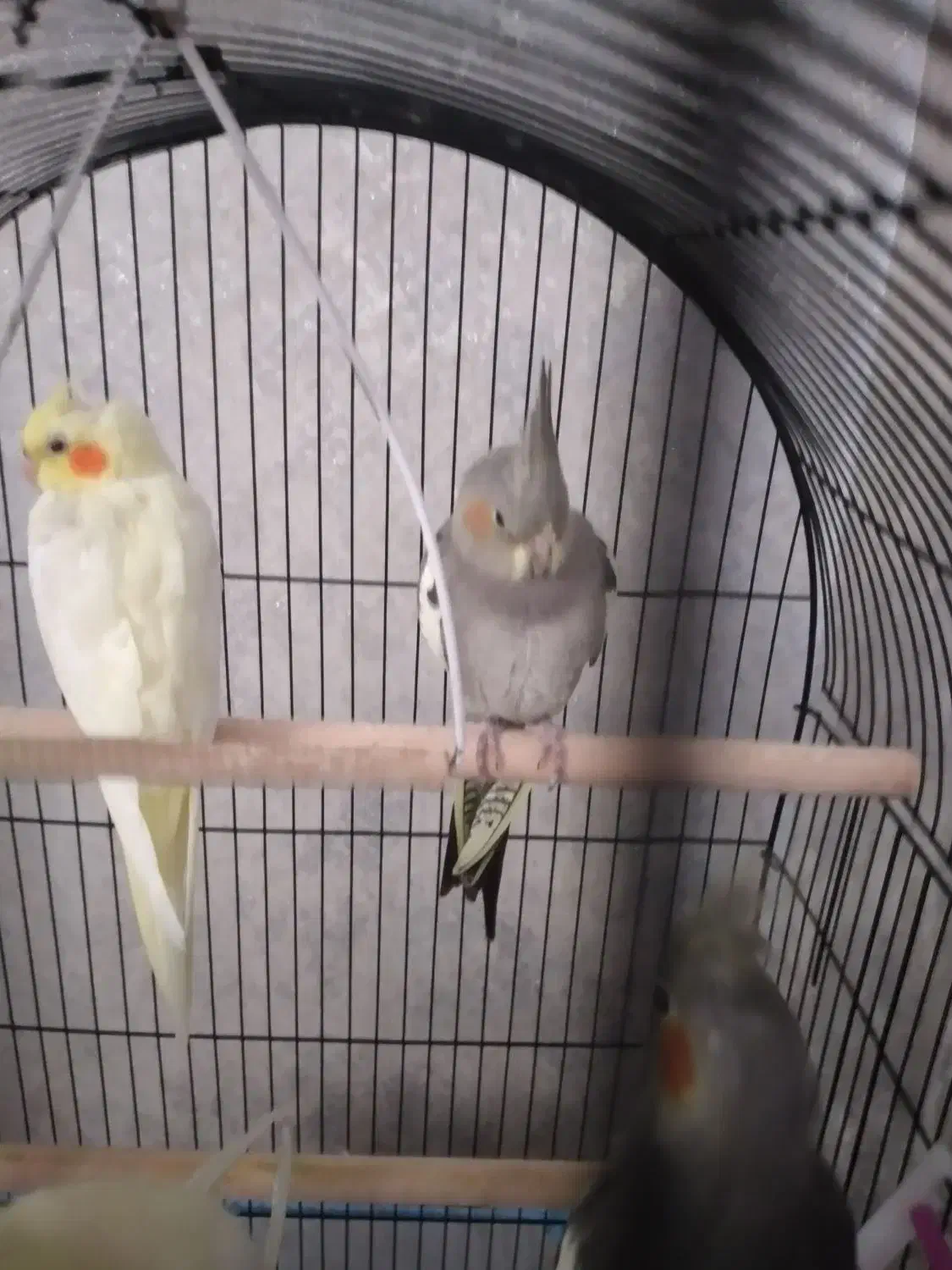 ۴ عدد عروس هلندی ۳ ماه به فروش میرسد|پرنده|رشت, سعدی (تختی)|دیوار