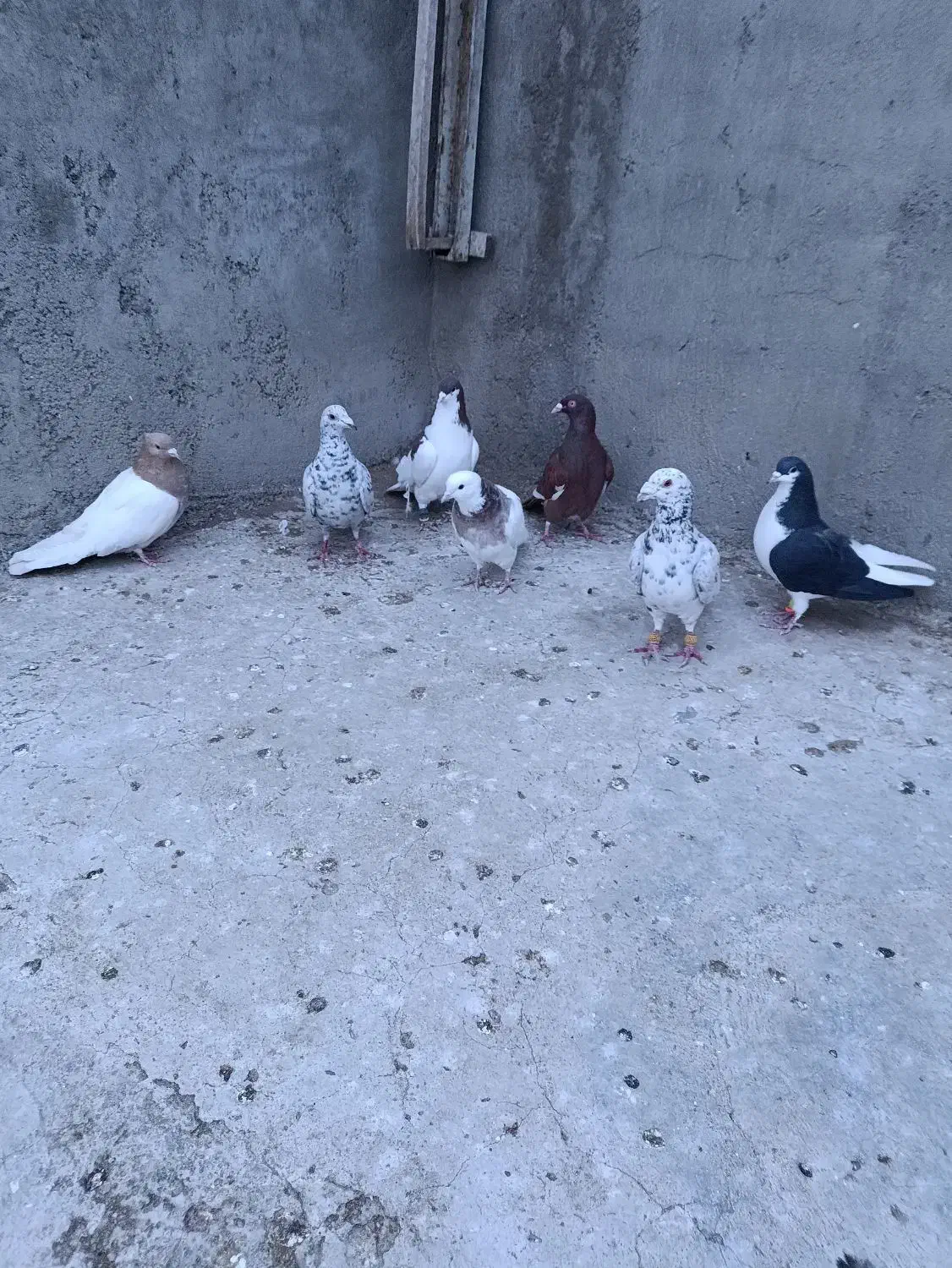 کبوتر 7 عدد|پرنده|ضیاء آباد, |دیوار