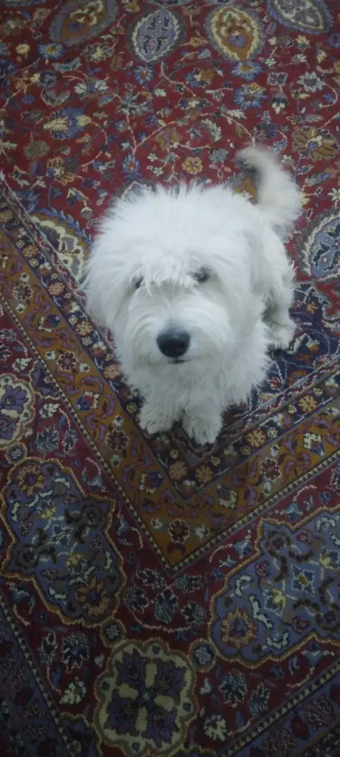 سگ پاپی|سگ|تربتحیدریه, شهرک ولیعصر|دیوار