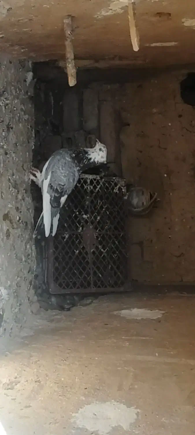 کبوتر|حیوانات|بهار, |دیوار