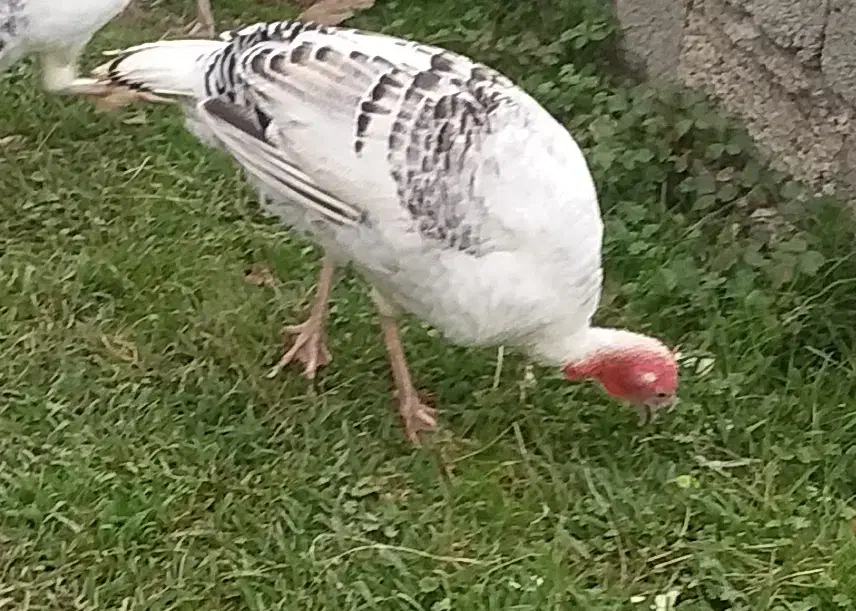 بقلمون محلی ارگانیک ماده کرچ شو|حیوانات مزرعه|آستانه اشرفیه, |دیوار