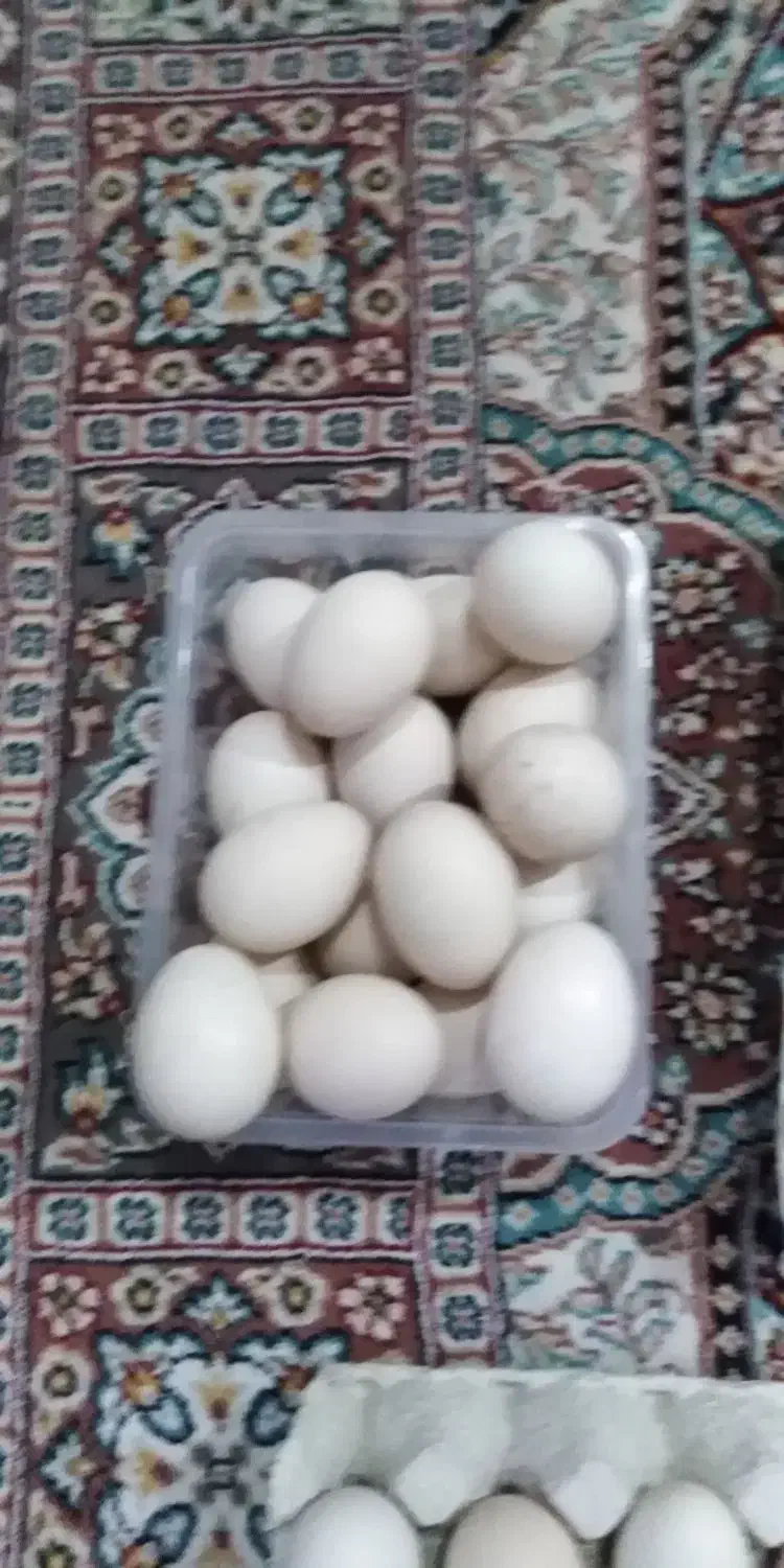 تخم نطفه دار اردک اسرائیلی|حیوانات مزرعه|گمیشان, |دیوار