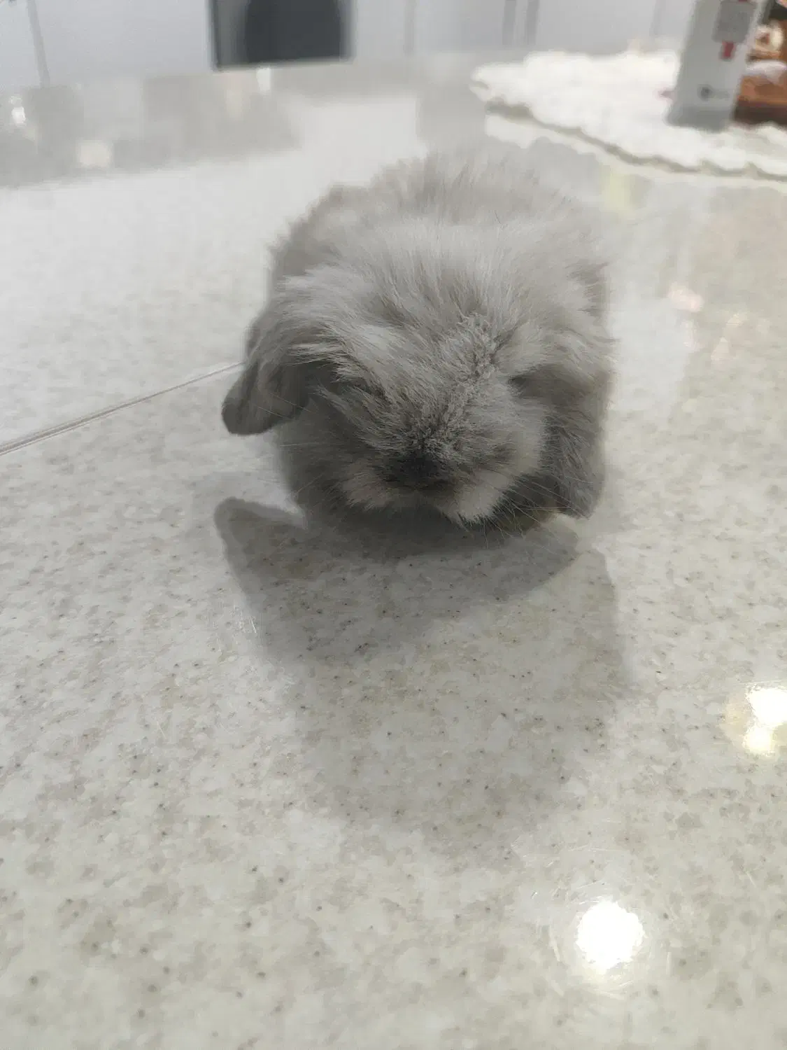 خرگوش لوپ معاوضه با هلندی گرینچیک|موش و خرگوش|کرمان, |دیوار