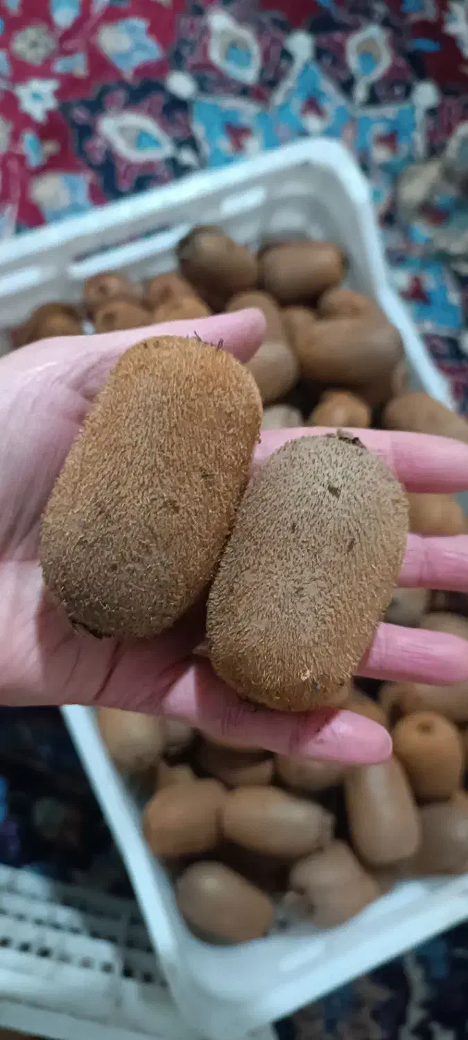 پرتقال خونی ونارنج و کیوی|خوردنی و آشامیدنی|قائم‌شهر, |دیوار