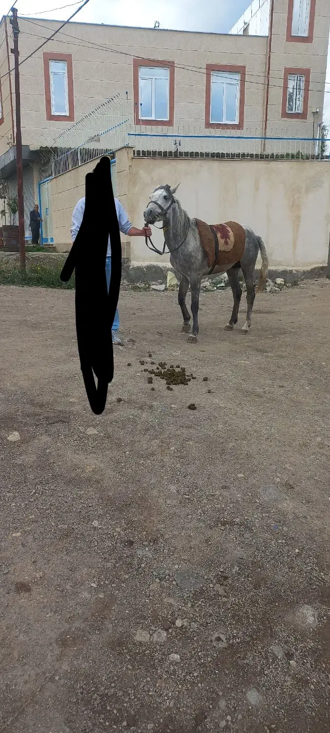 اسب|اسب و تجهیزات اسب‌سواری|سرعین, |دیوار