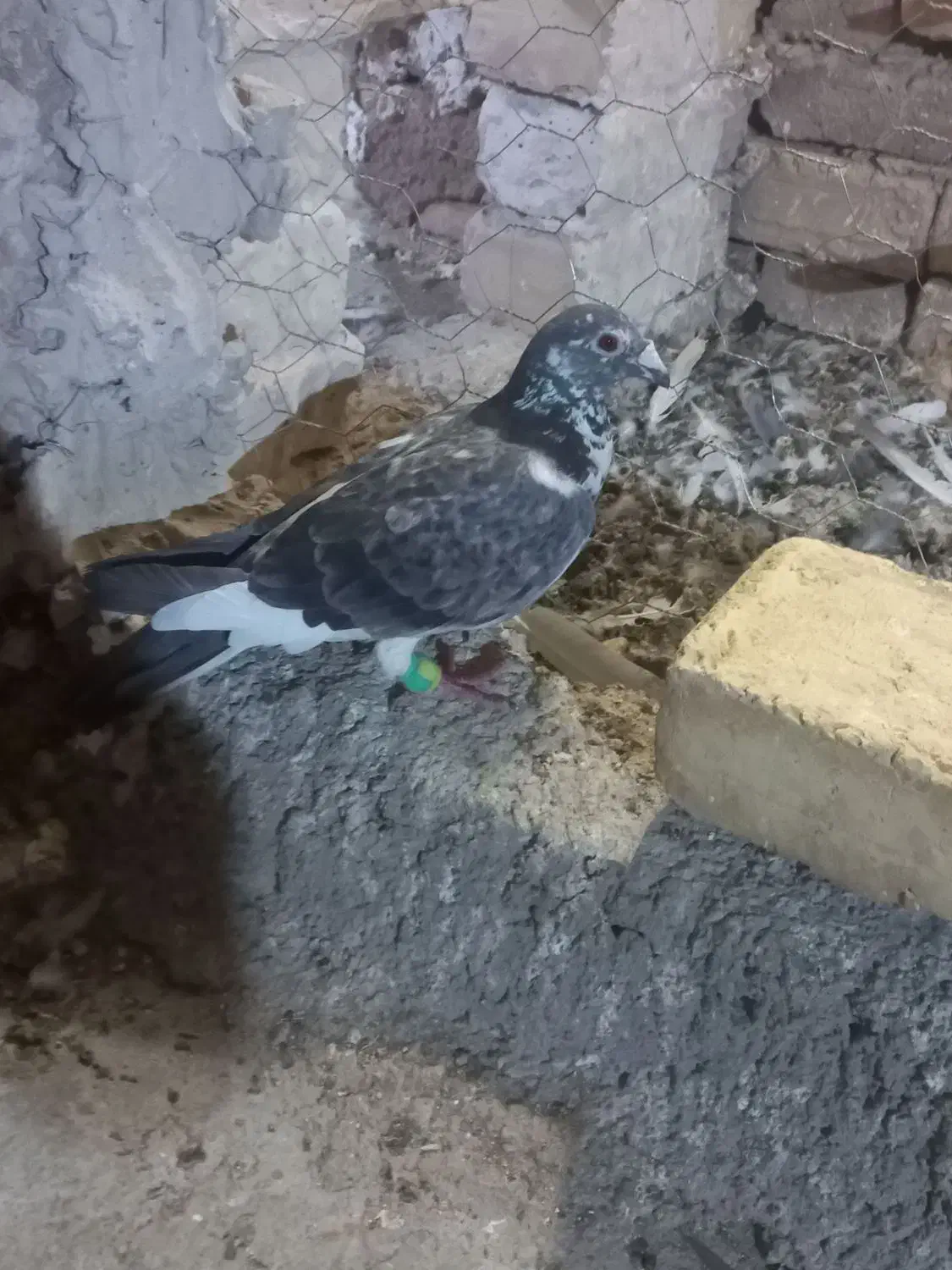 یه عدد سار سبز|پرنده|مشهد, شهید قربانی|دیوار