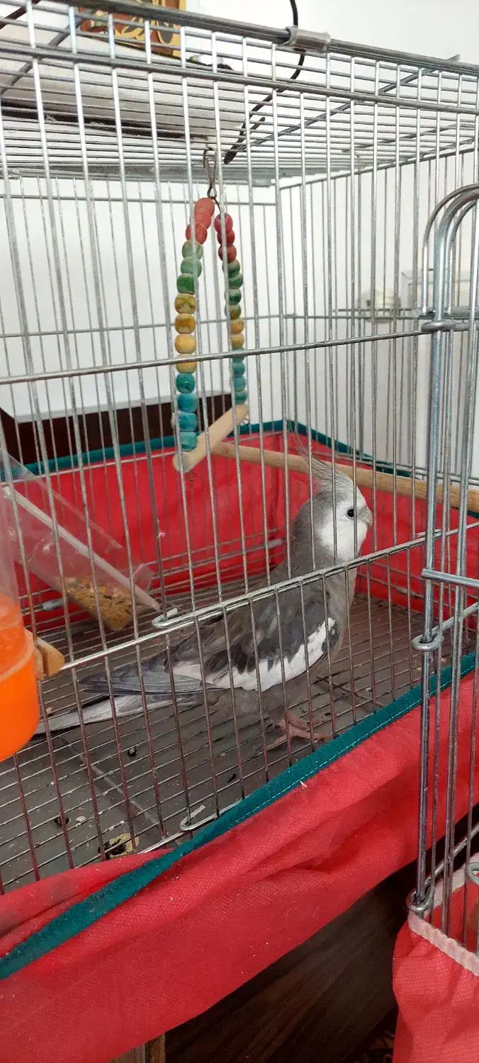 فروش دوتاعروس هلندی نرسخنگو|پرنده|اصفهان, گرکان|دیوار