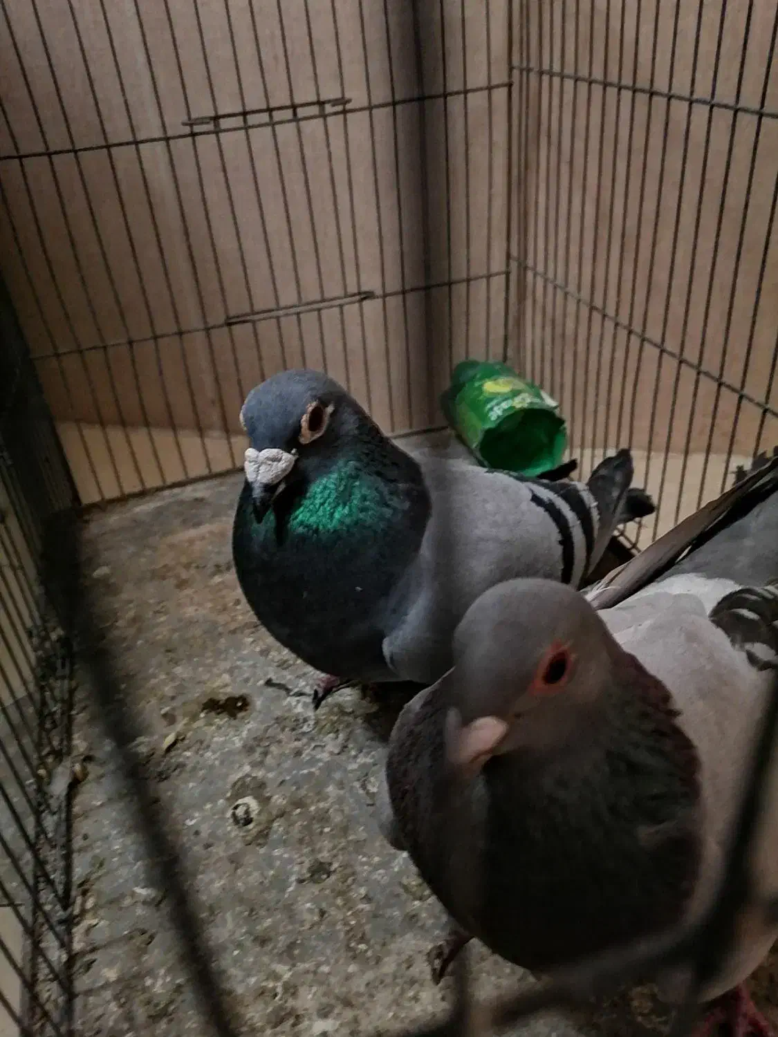 جفت پلاکی از نثل جواب داده|پرنده|کرمان, |دیوار