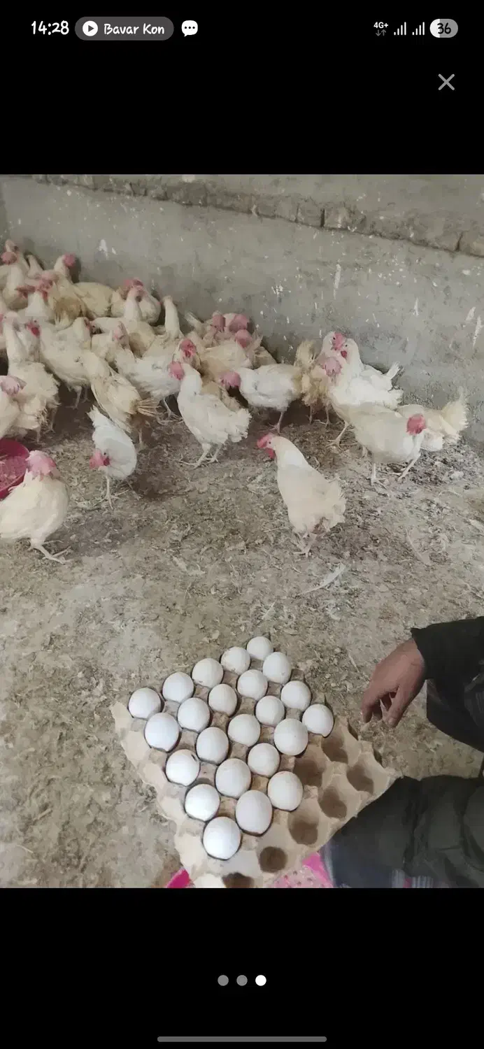 مرغ تخمی|حیوانات مزرعه|مینودشت, |دیوار