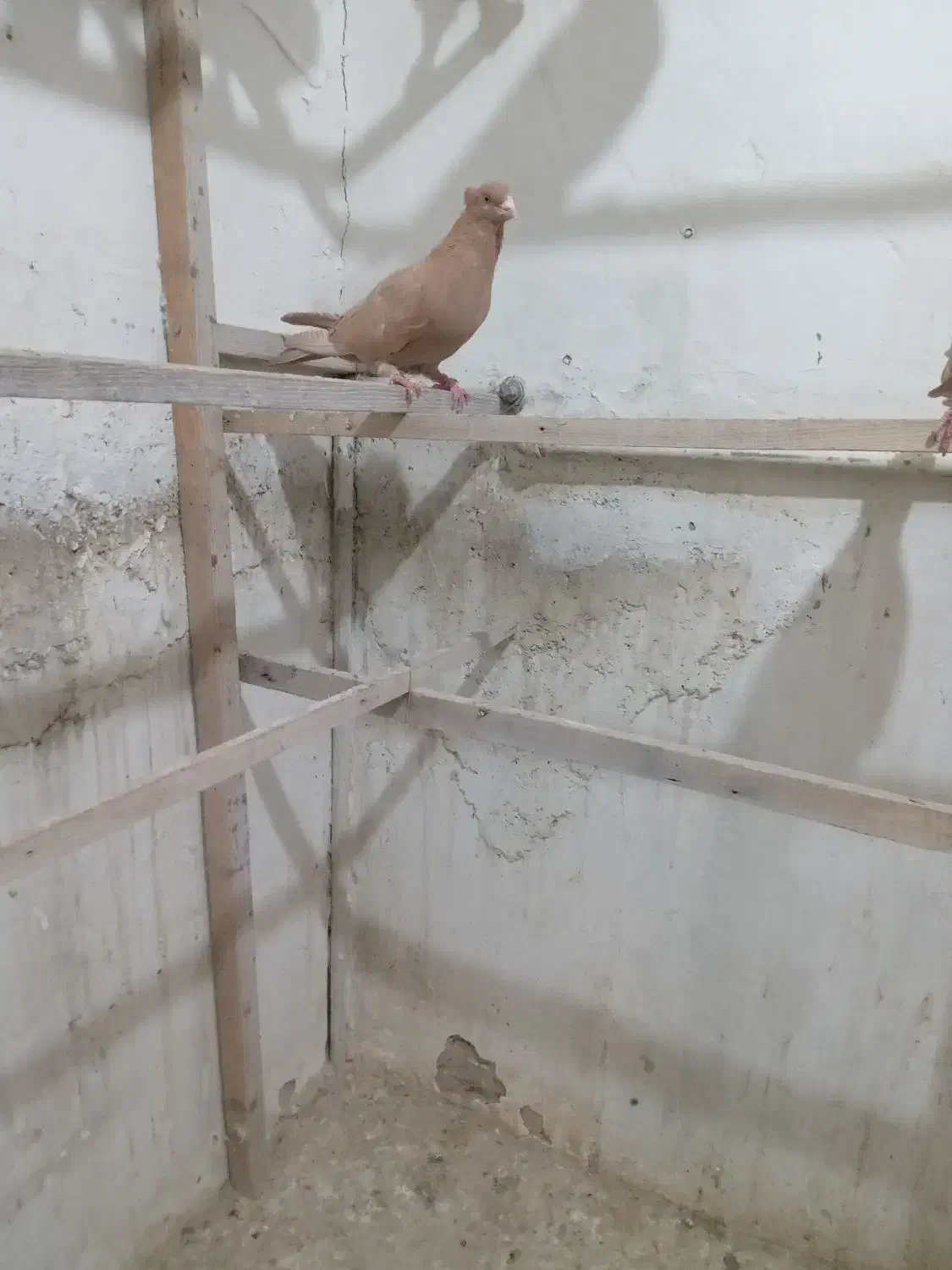 زردکاکلی|پرنده|ری, دیلمان|دیوار