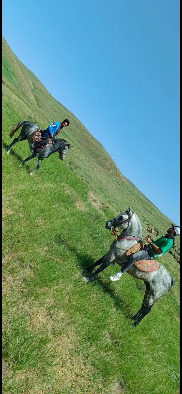 اسب نریان|حیوانات مزرعه|کرانی, |دیوار