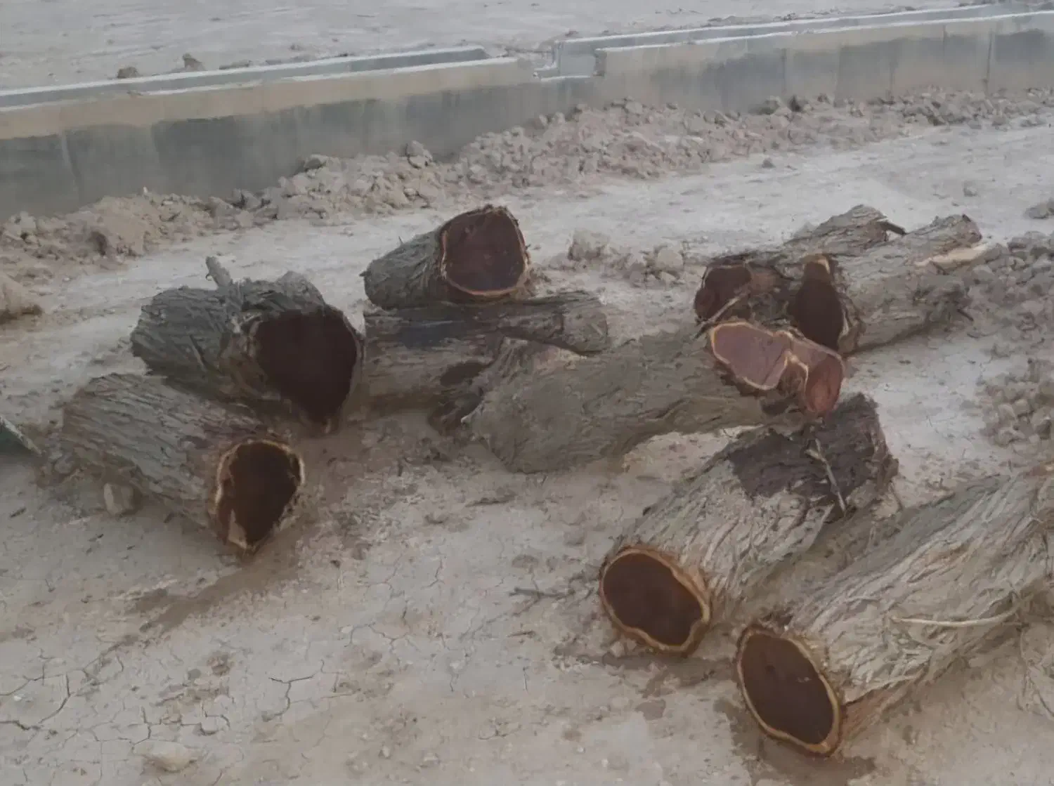 چوب کهور و ریشه کهور|صنایع دستی و سایر لوازم تزئینی|اهواز, کوروش|دیوار