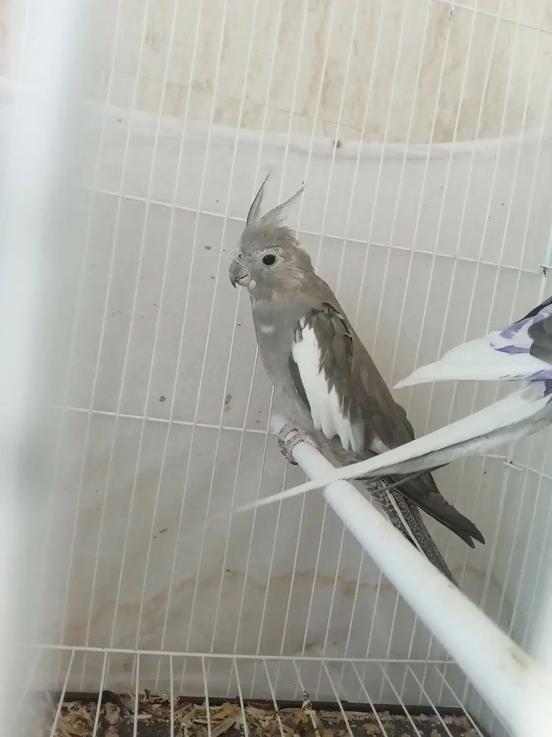 یک جفت عروس البینو مولد سالم سالم|پرنده|تبریز, |دیوار