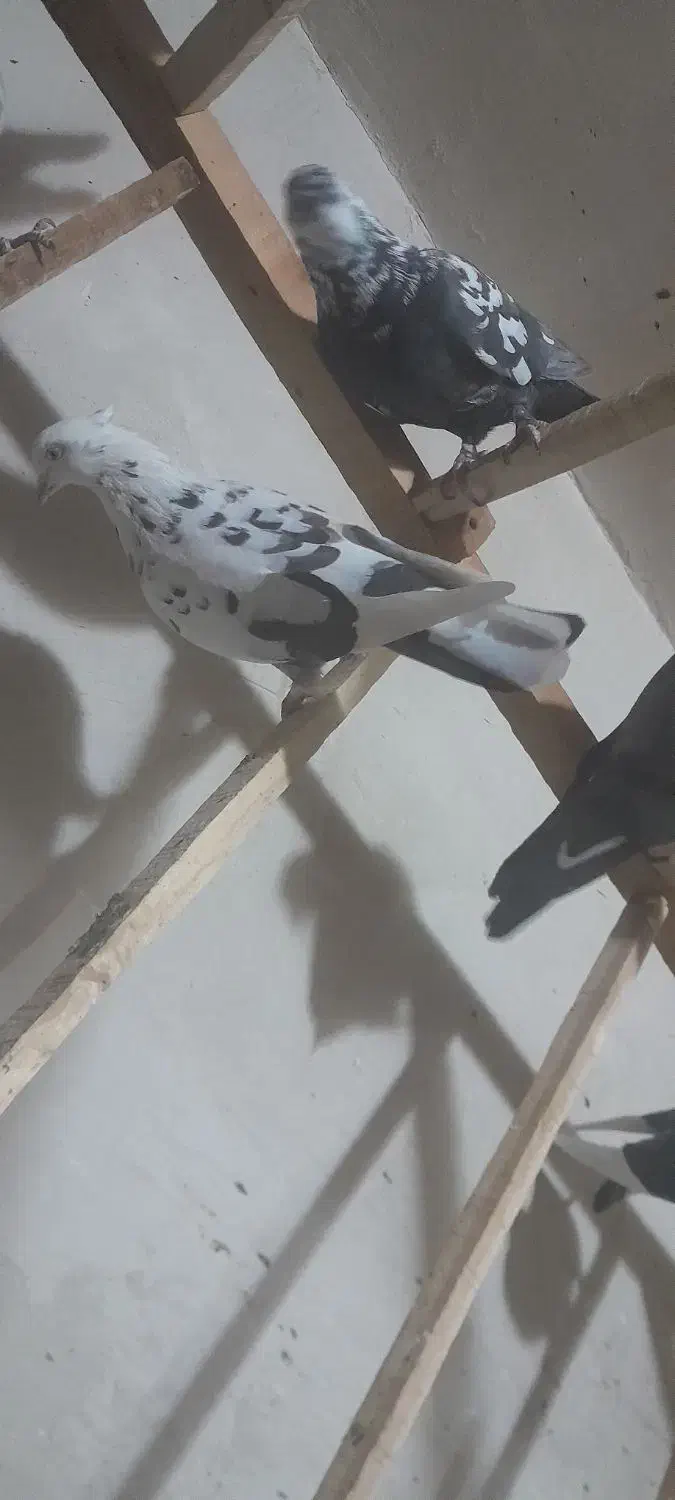 کبوترپرشی|پرنده|زیویه, |دیوار