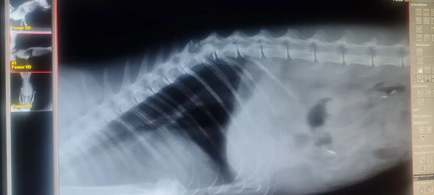 گربه|حیوانات|تبریز, |دیوار