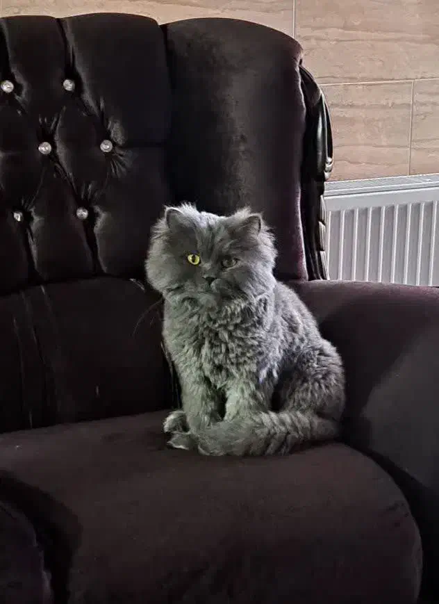 گربه|گربه|یزد, |دیوار