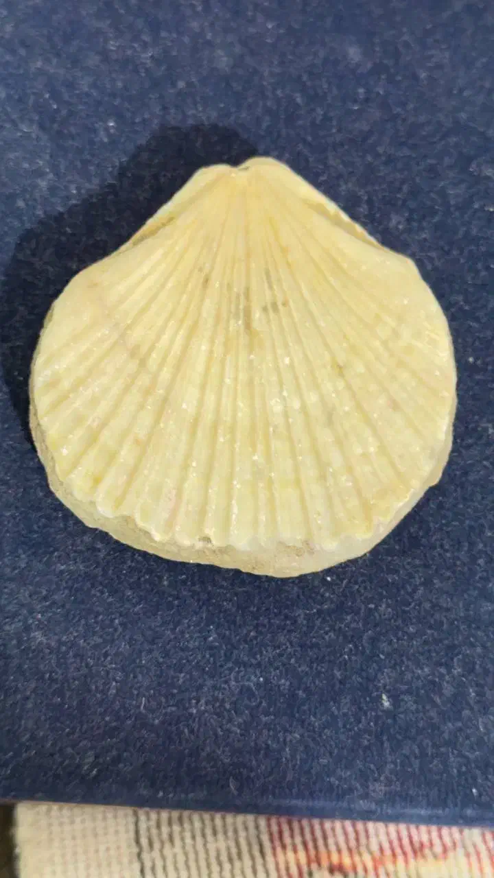 فسیل صدف قدیمی|کلکسیون اشیاء عتیقه|بندرعباس, |دیوار