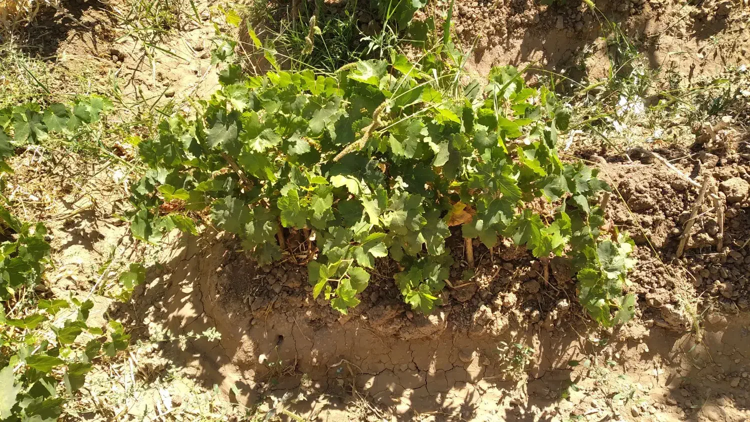 ریشه انگور کشمش|خدمات باغبانی و درختکاری|باروق, |دیوار