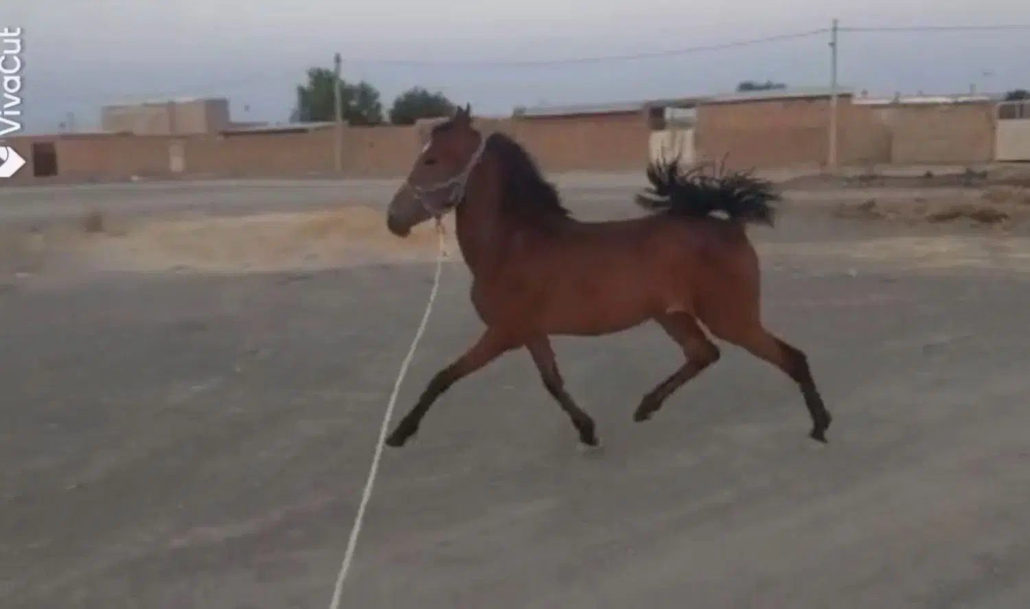 کره مادیان درجه یک|اسب و تجهیزات اسبسواری|اراک, |دیوار