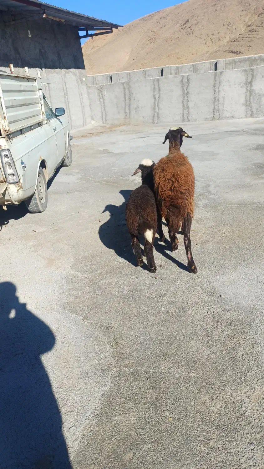 3600000|حیوانات مزرعه|قره چای, |دیوار