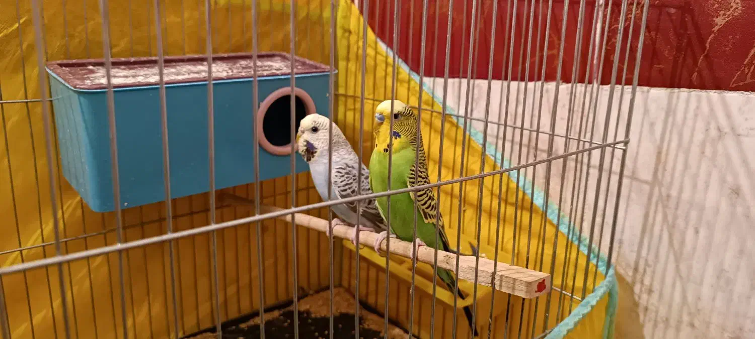 پرنده|پرنده|سلماس, |دیوار